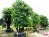 鸡翅树【产品详情】-广东省顺德陈村奥韵花木场